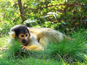 Squirrel, Monkey, grass