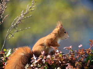 squirrel, branch pics