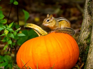 squirrel, pumpkin
