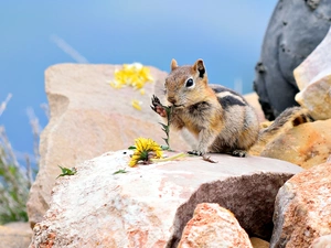 squirrel, rocks