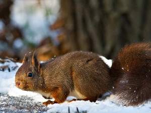 squirrel, snow