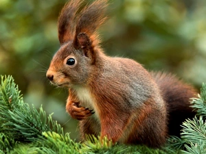squirrel, Twigs