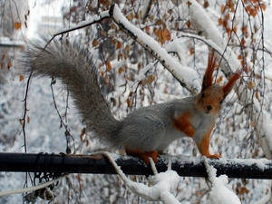 winter, trees, viewes, squirrel