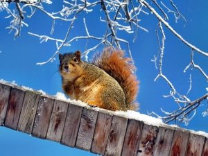 squirrel, winter