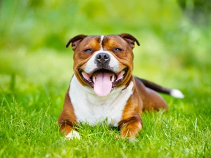 grass, smiling, Staffordshire Bull Terrier