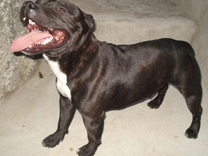 mouth, chocolate, coat, Staffordshire Bull Terrier