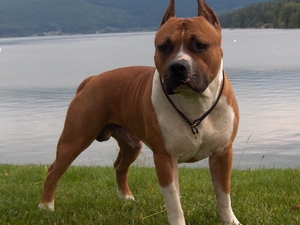 Staffordshire Terrier