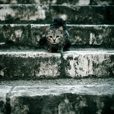 cat, Stairs