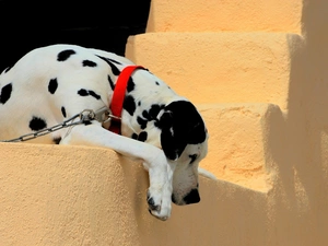 Stairs, dog, Dalmatian