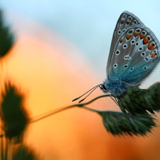 stalk, butterfly, Dusky