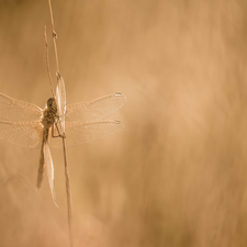 grass, dragon-fly, stalk