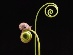 stalk, snail