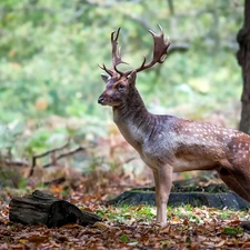 standing, deer