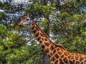 giraffe, at, tree, standing
