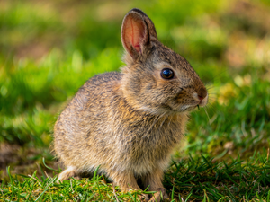 Rabbit, ears, grass, standing