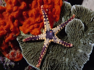starfish