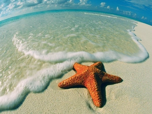 starfish, sea, Beaches