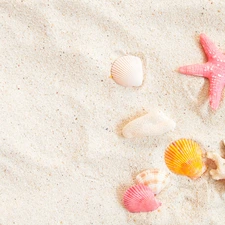 Shells, starfish, Beaches, Sand, summer