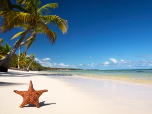Beaches, Palms, Tropical, starfish