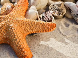 Orange, Shells, Sand, starfish