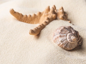 starfish, shell, Sand