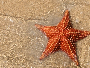 starfish, water, Sand