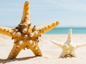 starfish, Sand