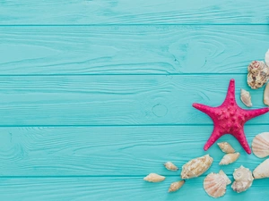 Shells, Blue, boarding, starfish