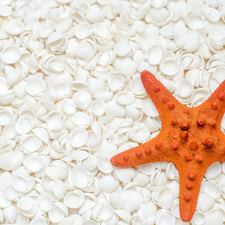 starfish, White, Shells