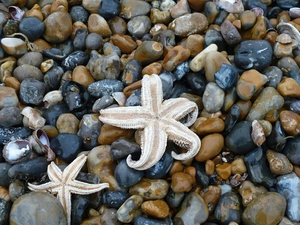 starfish, Shells, Stones