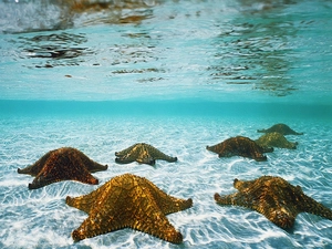 starfish, blue, water