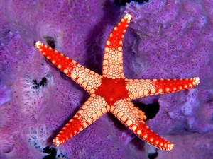 starfish