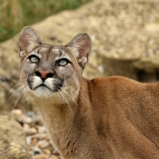 staring, cougar