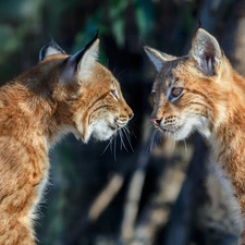 lynx, Two cars, staring