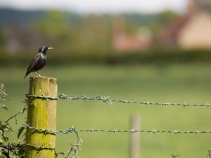 Bird, Fance, fence, starling