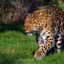 Stealth, Leopards, grass