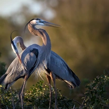 Great Blue Heron, Steam