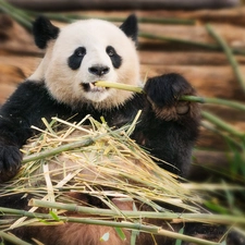 stems, Panda, bamboo