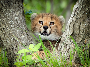 viewes, Stems, Cheetah, trees, young