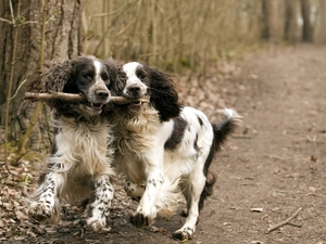 Stick, Dogs, forest