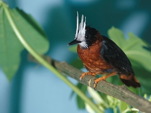 Leaf, Freak mask, stick