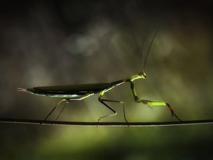 stick, mantis, twig