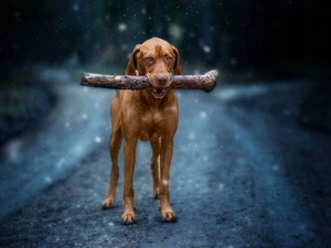 stick, Way, Vizsla