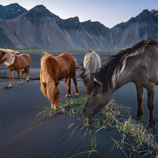 Stokksnes Beach, Vestrahorn mountain, dark, Mountains, bloodstock, iceland, Sand