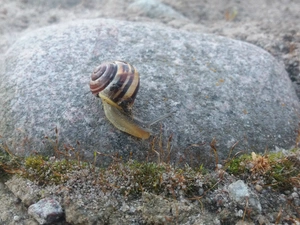 Stone, snail, Close