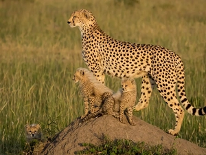 Rocks, Stone, female, young, Cheetah
