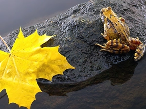 leaf, strange frog, Stone