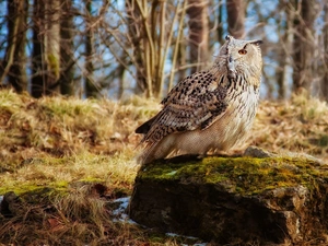 forest, Stone, mouse, litter, owl