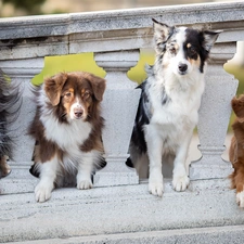 Old English Sheepdog, Australian Shepherd, railing, Border Collie, stone, Dogs, four, Retriever Nova Scotia