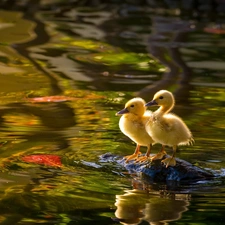 sweet, water, Stone, ducks